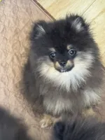 Georgie, a male Pomeranian for sale in La Quinta, CA – 2 of 4
