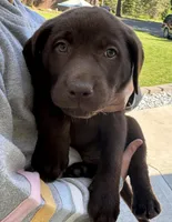 Cocoa, a male Labrador Retriever for sale in Spokane, WA – 1 of 2