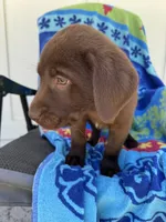 Cocoa, a male Labrador Retriever for sale in Spokane, WA – 2 of 2