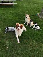 Puppy One , a male Australian Cattle Dog and Border Collie for sale in Hillsdale, MI – Photo 3 of 3