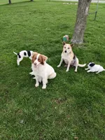 Puppy One , a male Australian Cattle Dog and Border Collie for sale in Hillsdale, MI – Photo 2 of 3