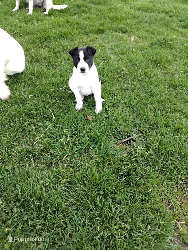 Puppy One  – Australian Cattle Dog, Border Collie puppy for sale in Hillsdale, MI