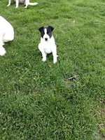 Puppy One , a male Australian Cattle Dog and Border Collie for sale in Hillsdale, MI – Photo 1 of 3