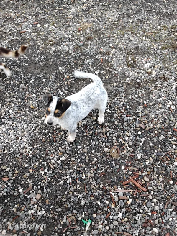 Puppy One  – Australian Cattle Dog, Border Collie puppy for sale in Hillsdale, MI