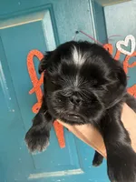 Smokey, a male Shih Tzu for sale in Hermitage, AR – 2 of 6