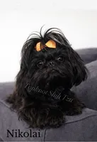 Smokey, a male Shih Tzu for sale in Hermitage, AR – 5 of 6