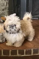 Dozer, a male Shih Tzu for sale in Hermitage, AR – 1 of 4