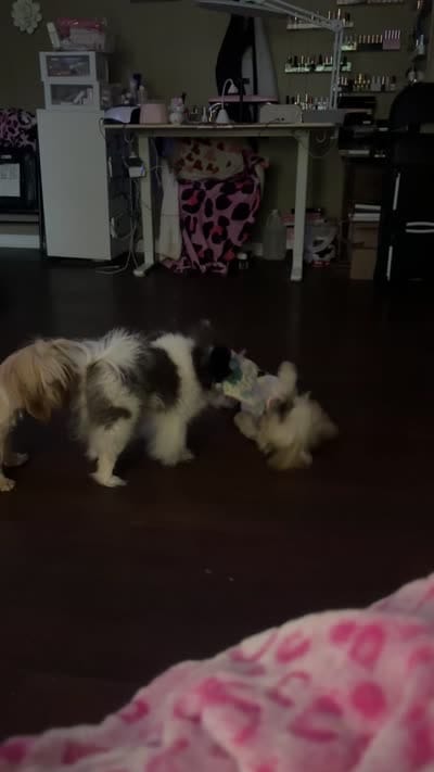 Dozer, a male Shih Tzu for sale in Hermitage, AR – 4 of 4