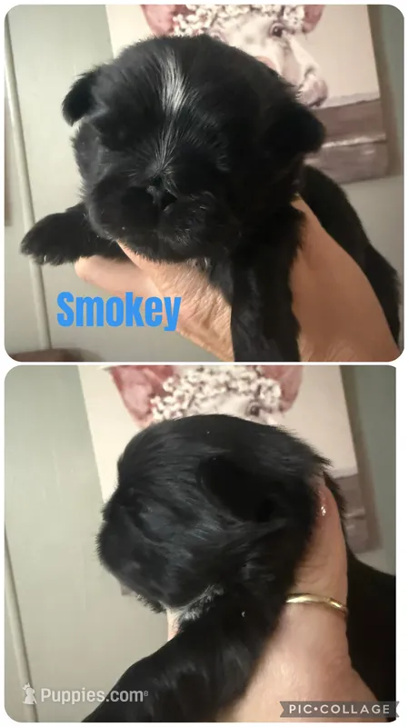 Smokey – Shih Tzu puppy for sale in Hermitage, AR