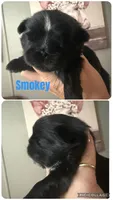 Smokey, a male Shih Tzu for sale in Hermitage, AR – 1 of 6