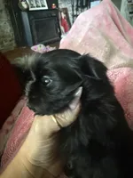 Smokey, a male Shih Tzu for sale in Hermitage, AR – 4 of 6