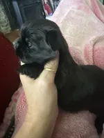 Noir, a male Shih Tzu for sale in Hermitage, AR – 3 of 4
