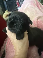 Noir, a male Shih Tzu for sale in Hermitage, AR – 1 of 4