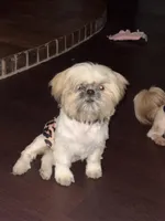 Dozer, a male Shih Tzu for sale in Hermitage, AR – 2 of 4