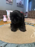Noir, a male Shih Tzu for sale in Hermitage, AR – 4 of 4