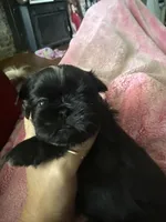 Smokey, a male Shih Tzu for sale in Hermitage, AR – 3 of 6