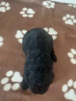 Black boy, a male Cockapoo for sale in Sebastian, FL – 3 of 4