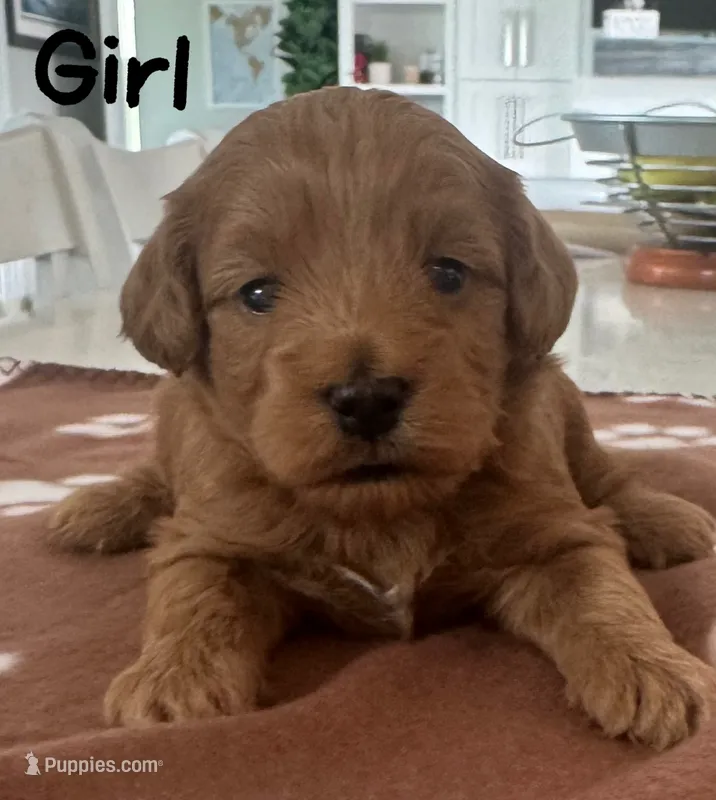 Red girl – Cockapoo puppy for sale in Sebastian, FL