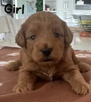Red girl, a male Cockapoo for sale in Sebastian, FL – 1 of 1
