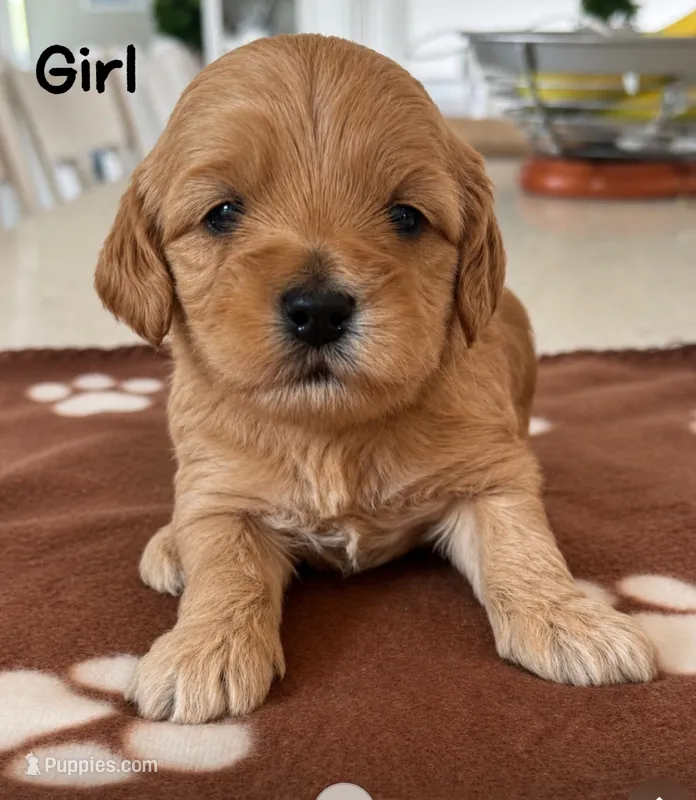 Light red girl  – Cockapoo puppy for sale in Sebastian, FL