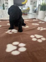 Black boy, a male Cockapoo for sale in Sebastian, FL – 2 of 4