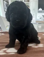 Black boy, a male Cockapoo for sale in Sebastian, FL – 1 of 4
