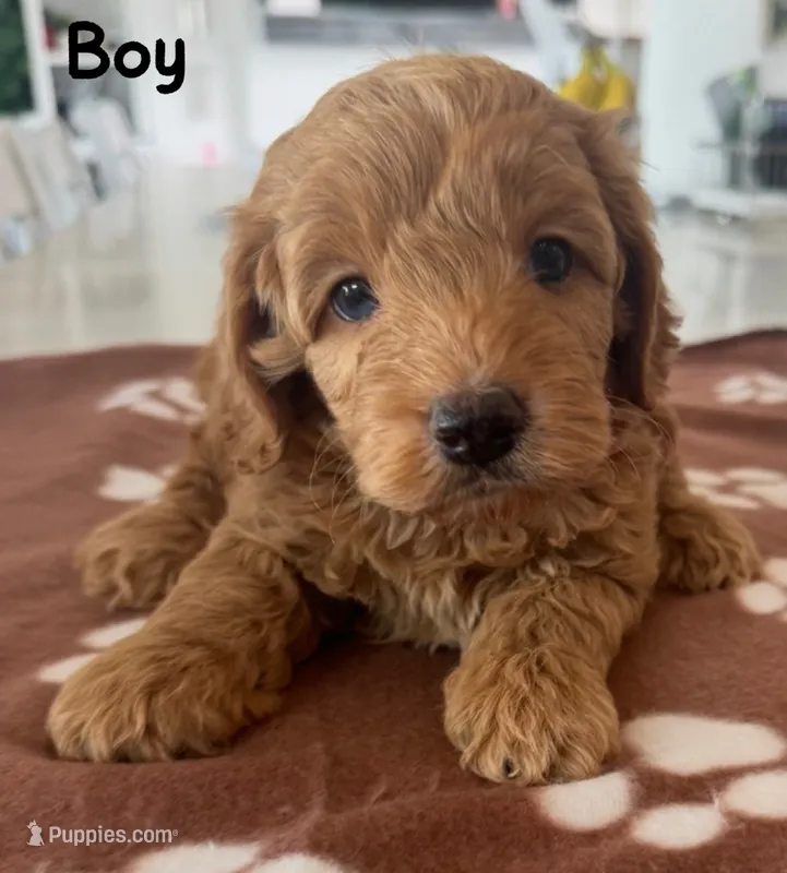 Red boy  – Cockapoo puppy for sale in Sebastian, FL