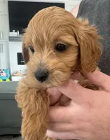 processed/e0ab9576-3ebf-43d4-a1a2-ba390ca4ec64/listing/fe7e8508-6896-43d1-8712-04e5ad21dc2a/412f2c64-0603-4341-b288-8c56d9578695