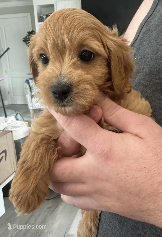 Cockapoo female