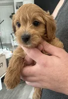 processed/e0ab9576-3ebf-43d4-a1a2-ba390ca4ec64/listing/fe7e8508-6896-43d1-8712-04e5ad21dc2a/9b084283-c040-4f20-ab18-309807dd3c62