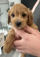 processed/e0ab9576-3ebf-43d4-a1a2-ba390ca4ec64/listing/fe7e8508-6896-43d1-8712-04e5ad21dc2a/e2b28c94-70ea-49f2-8759-52f8636de206