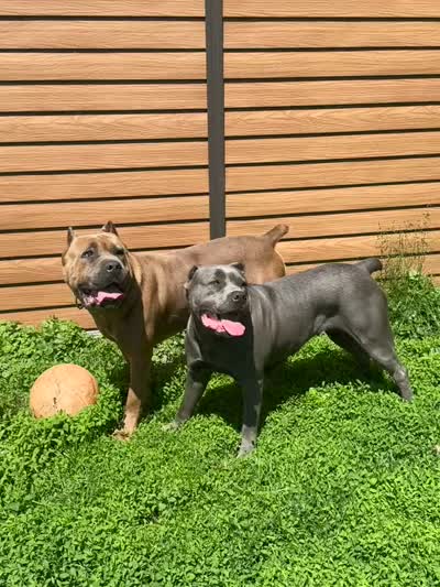 Thor , a male Cane Corso for sale in Merrillville, IN – 3 of 4