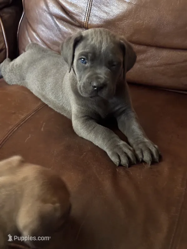 Duke – Cane Corso puppy for sale in Merrillville, IN