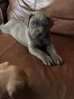 Duke, a male Cane Corso for sale in Merrillville, IN – 1 of 2