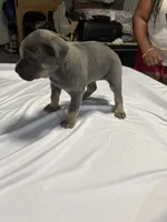 Jordan, a male Cane Corso for sale in Merrillville, IN – 3 of 4