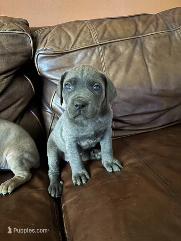 Athena – Cane Corso puppy for sale in Merrillville, IN