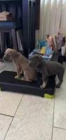 Sheba, a female Cane Corso for sale in Merrillville, IN – 2 of 3