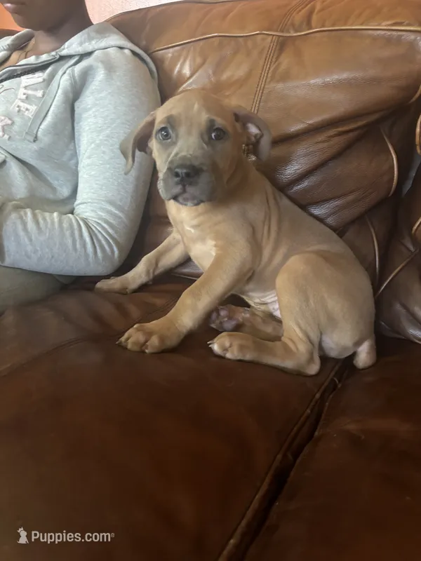 Sheba – Cane Corso puppy for sale in Merrillville, IN