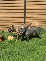 Jordan, a male Cane Corso for sale in Merrillville, IN – 4 of 4
