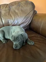 Athena, a female Cane Corso for sale in Merrillville, IN – 2 of 3