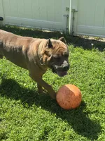 Ceasar, a male Cane Corso for sale in Merrillville, IN – Photo 3 of 6
