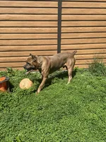 Ceasar, a male Cane Corso for sale in Merrillville, IN – Photo 5 of 6