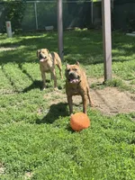 Ceasar, a male Cane Corso for sale in Merrillville, IN – Photo 2 of 6