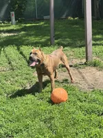 Ceasar, a male Cane Corso for sale in Merrillville, IN – Photo 1 of 6