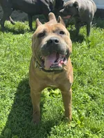 Ceasar, a male Cane Corso for sale in Merrillville, IN – Photo 4 of 6