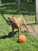 Ceasar, a male Cane Corso for sale in Merrillville, IN – Photo 6 of 6