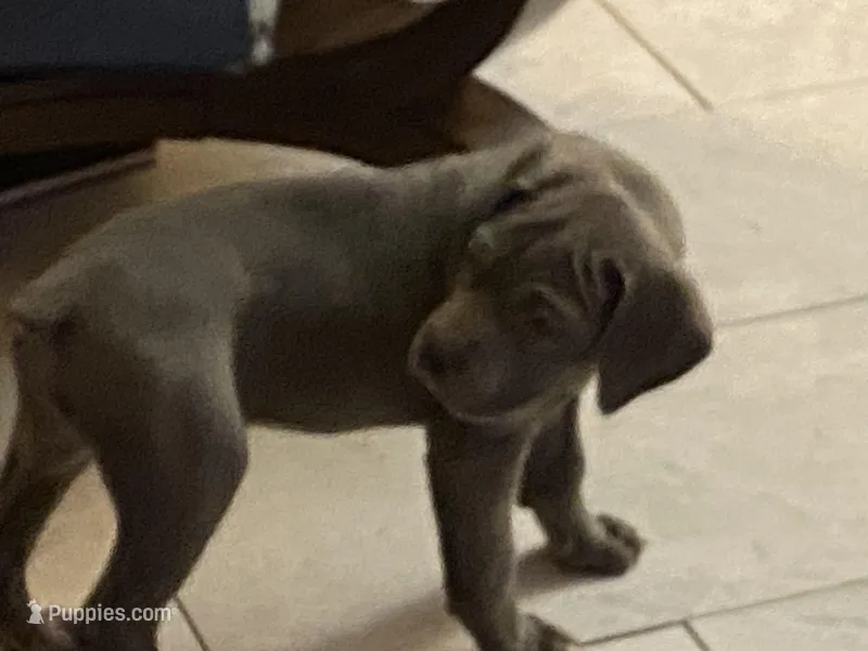 Lola – Cane Corso puppy for sale in Merrillville, IN