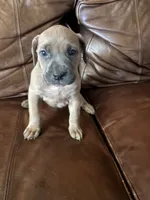 Sheba, a female Cane Corso for sale in Merrillville, IN – 3 of 3