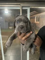 Thor , a male Cane Corso for sale in Merrillville, IN – 2 of 4