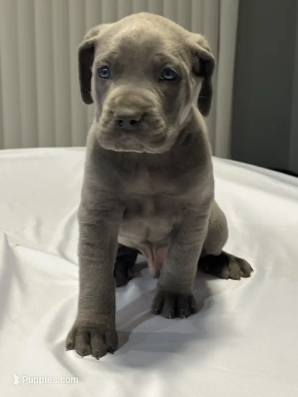 Thor  – Cane Corso puppy for sale in Merrillville, IN